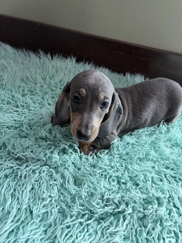 purebred registered short hair dachshund puppies