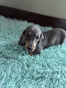 purebred registered short hair dachshund puppies