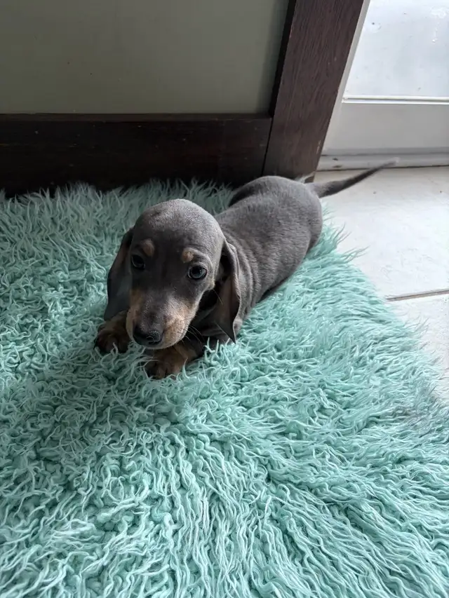 purebred registered short hair dachshund puppies - Photo 2