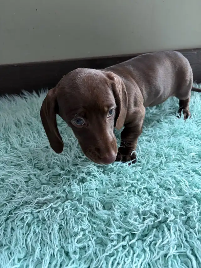purebred registered short hair dachshund puppies - Photo 3
