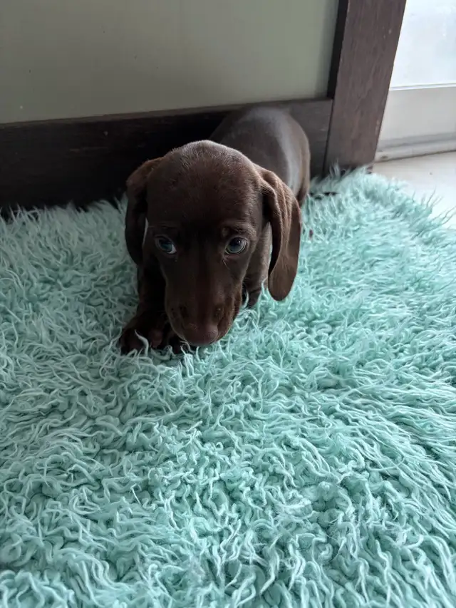 purebred registered short hair dachshund puppies - Photo 4