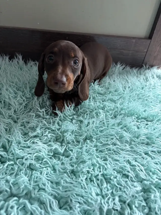 purebred registered short hair dachshund puppies - Photo 5