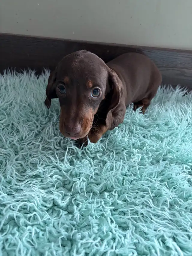 purebred registered short hair dachshund puppies - Photo 6
