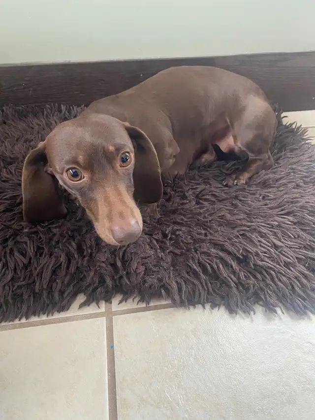 purebred registered short hair dachshund puppies - Photo 7