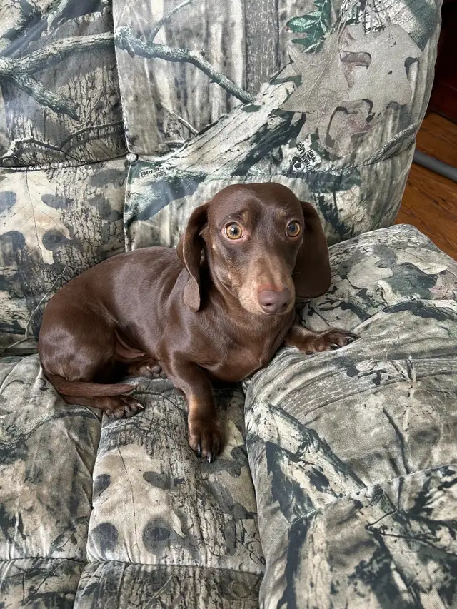 purebred registered short hair dachshund puppies - Photo 8