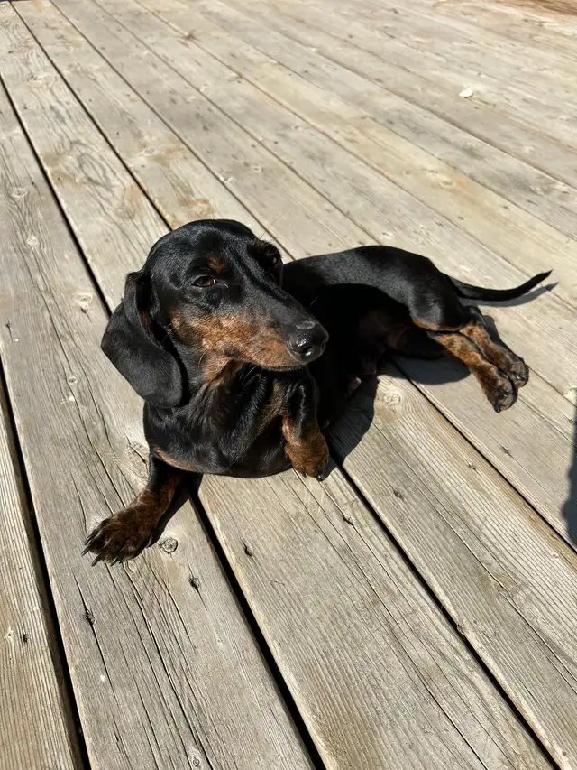 purebred registered short hair dachshund puppies - Photo 9
