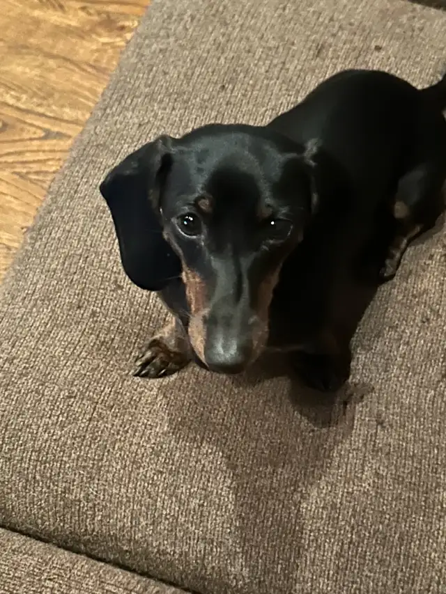 purebred registered short hair dachshund puppies - Photo 10