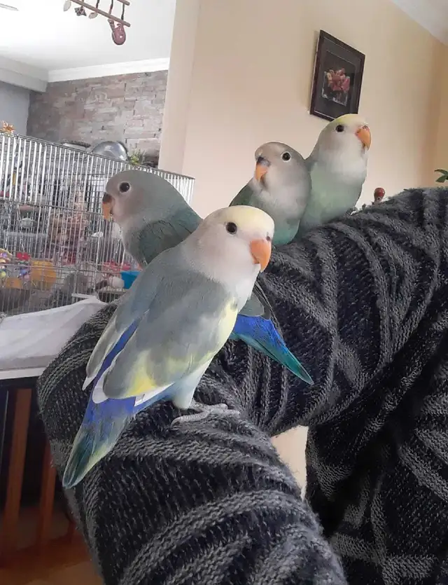 beaux bébés inséparables roseicollis nourrient à la main