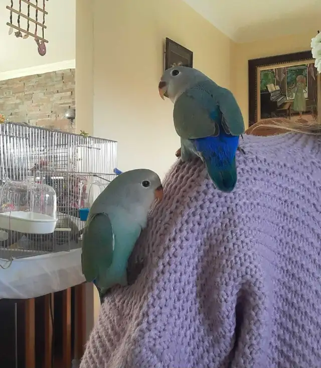 beaux bébés inséparables roseicollis nourrient à la main - Photo 5