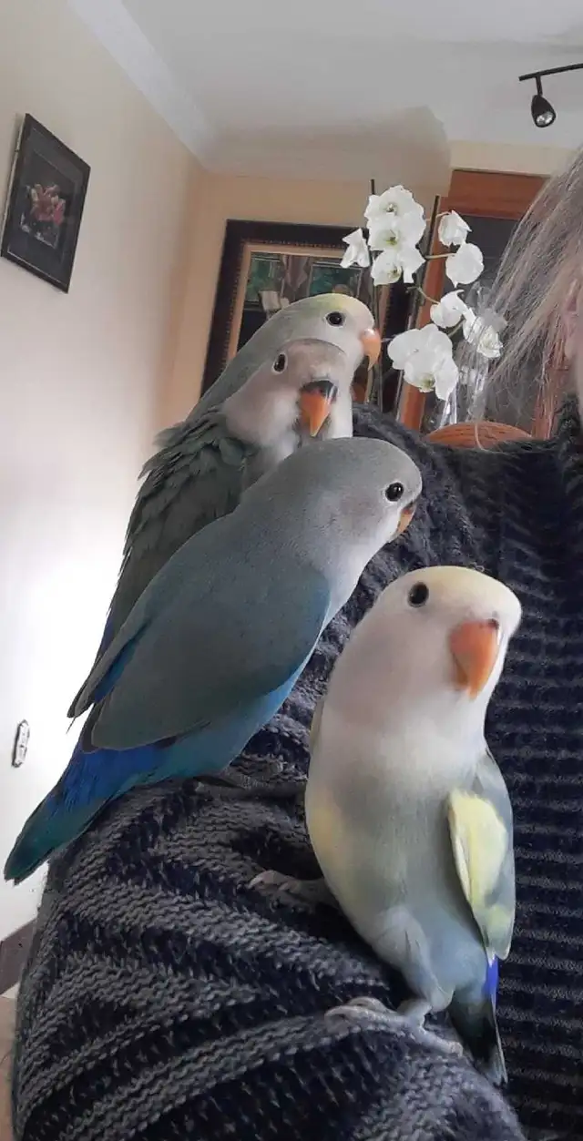 beaux bébés inséparables roseicollis nourrient à la main - Photo 6