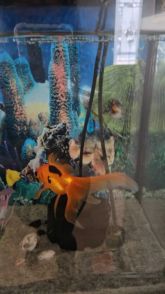 Fancy Goldfish - Photo 2