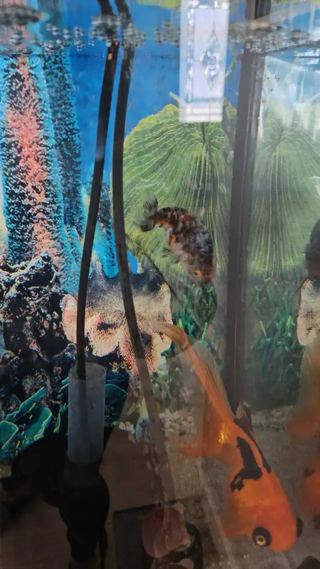 Fancy Goldfish - Photo 3