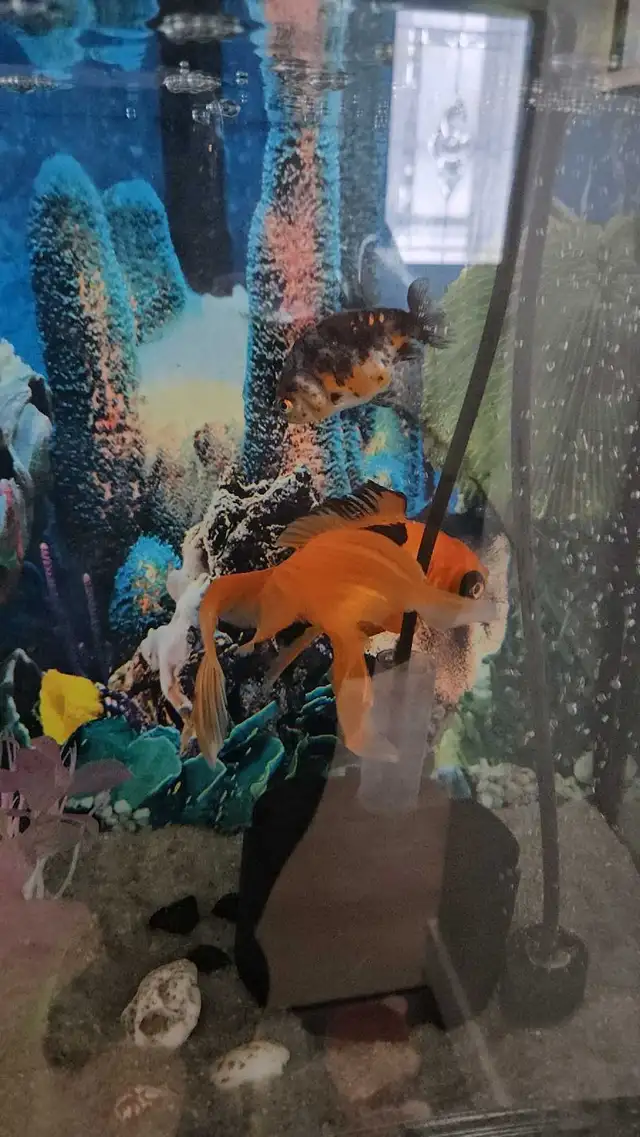 Fancy Goldfish - Photo 4