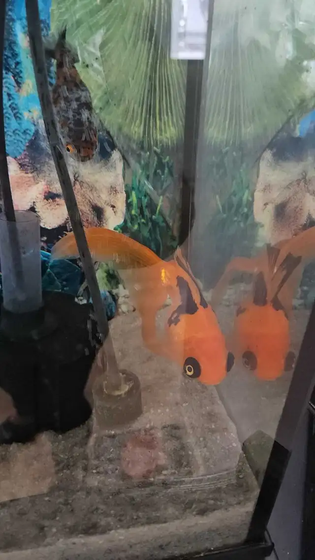 Fancy Goldfish - Photo 5