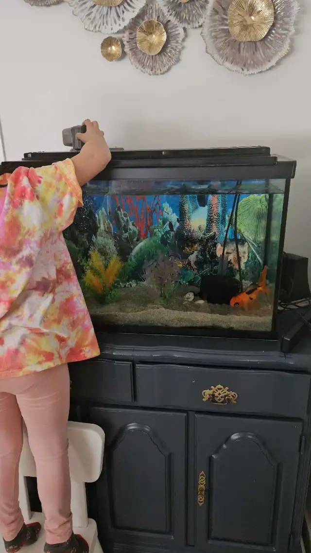 Fancy Goldfish - Photo 6