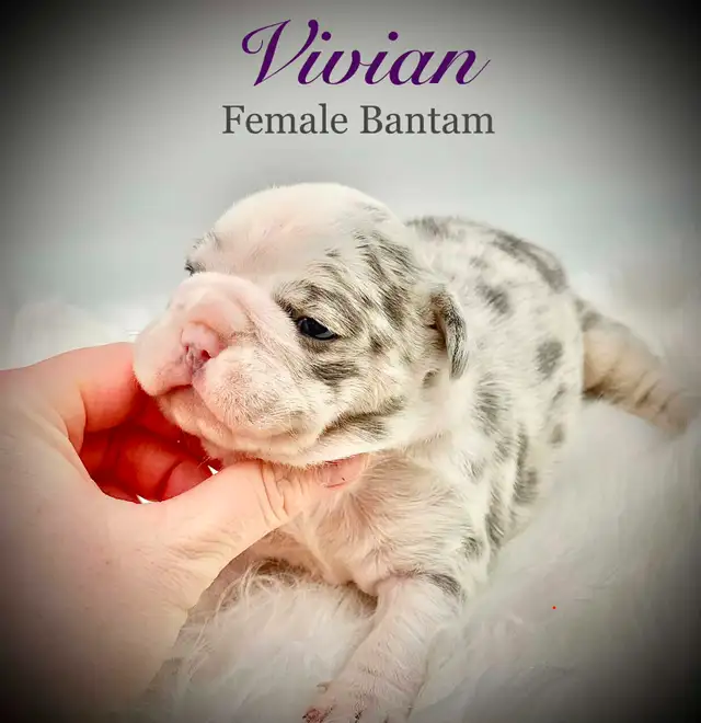 Bantam Bulldog Puppies