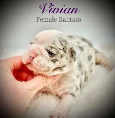 Bantam Bulldog Puppies