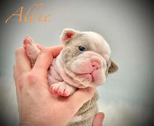 Bantam Bulldog Puppies - Photo 2