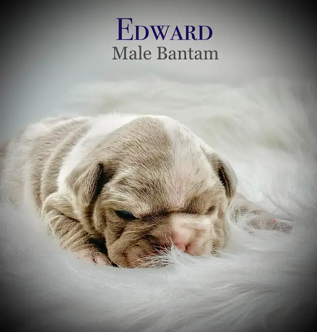 Bantam Bulldog Puppies - Photo 3