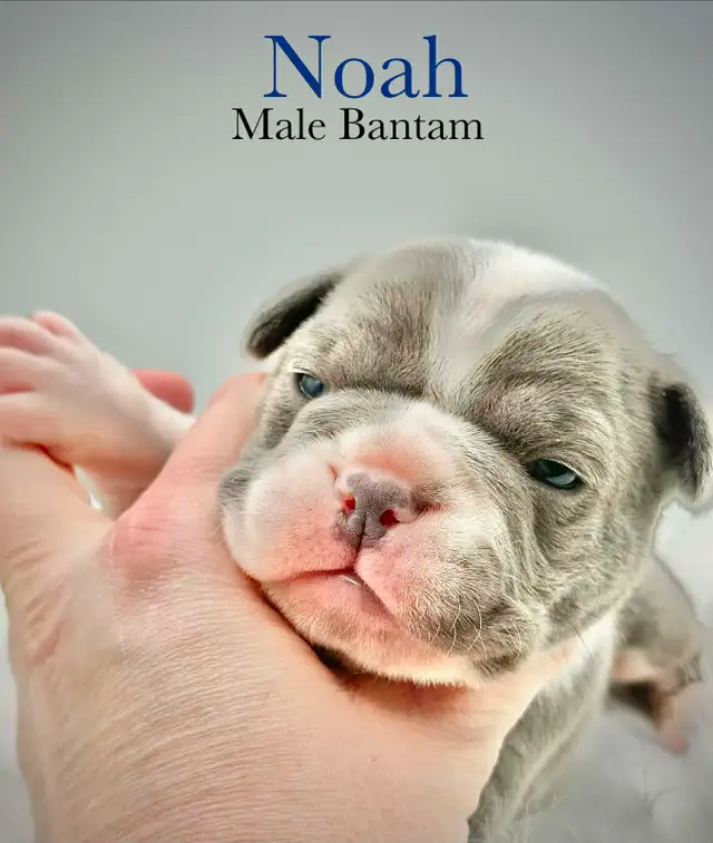 Bantam Bulldog Puppies - Photo 4