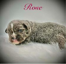 Bantam Bulldog Puppies - Photo 5