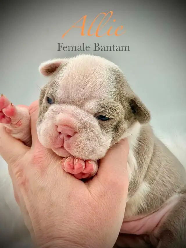 Quality Bantam Bulldog babies