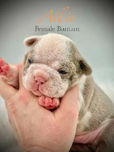 Quality Bantam Bulldog babies