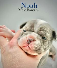 Quality Bantam Bulldog babies - Photo 3