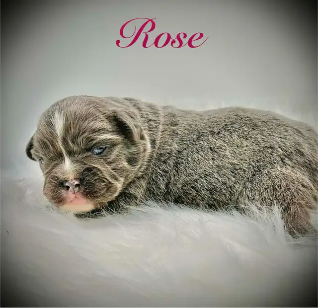 Beautiful English X French Bulldog puppies - Photo 5