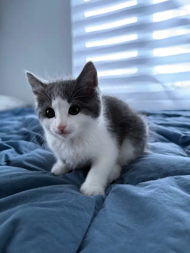 3 adorables chatons - Photo 2