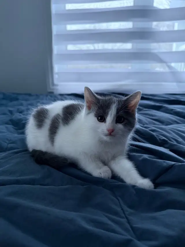 3 adorables chatons - Photo 3