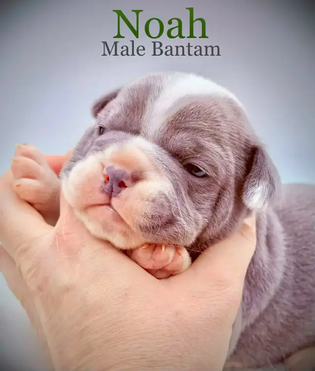 English Bulldog X French Bulldog babies