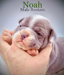English Bulldog X French Bulldog babies