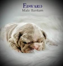 English Bulldog X French Bulldog babies - Photo 2