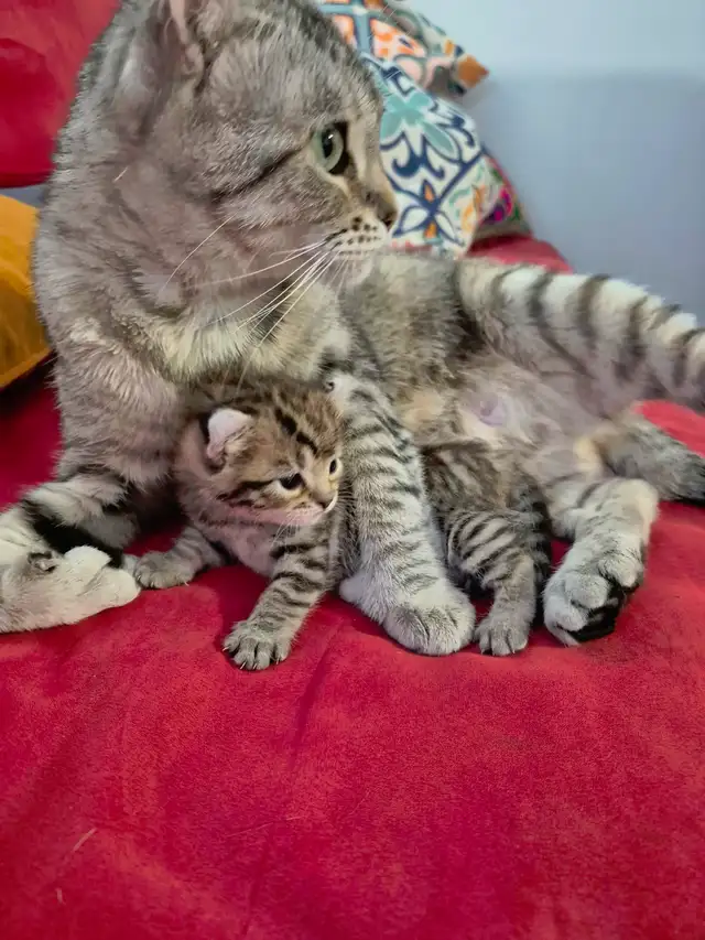 ❤️ Chatonne Highland Lynx femelle à réserver ❤️