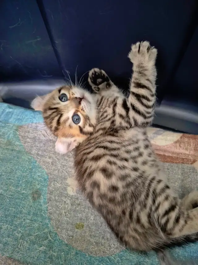 ❤️ Chatonne Highland Lynx femelle à réserver ❤️ - Photo 3