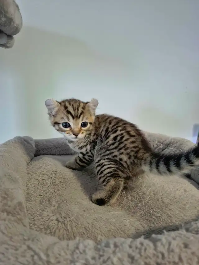 ❤️ Chatonne Highland Lynx femelle à réserver ❤️ - Photo 4