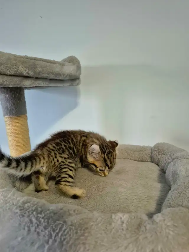 ❤️ Chatonne Highland Lynx femelle à réserver ❤️ - Photo 5