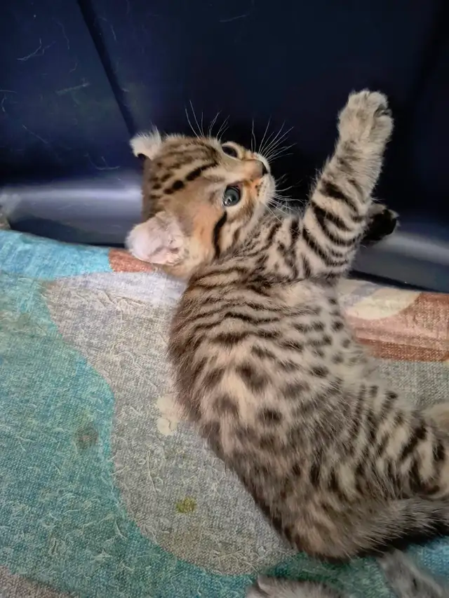 ❤️ Chatonne Highland Lynx femelle à réserver ❤️ - Photo 6