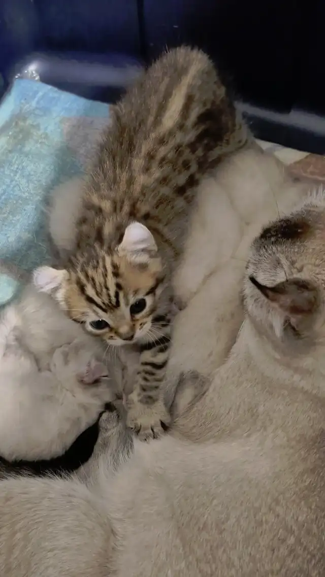 ❤️ Chatonne Highland Lynx femelle à réserver ❤️ - Photo 7