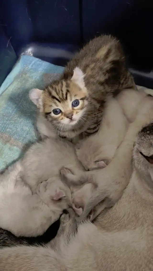 ❤️ Chatonne Highland Lynx femelle à réserver ❤️ - Photo 8