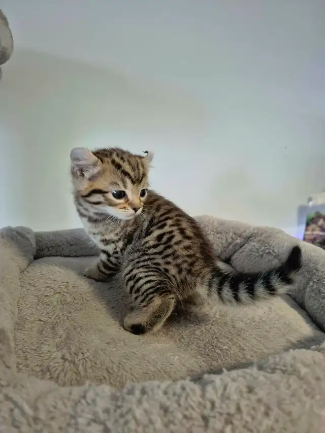 ❤️ Chatonne Highland Lynx femelle à réserver ❤️ - Photo 9