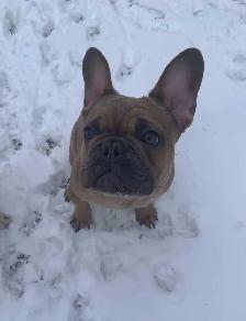7 Month, CKC Male Frenchie