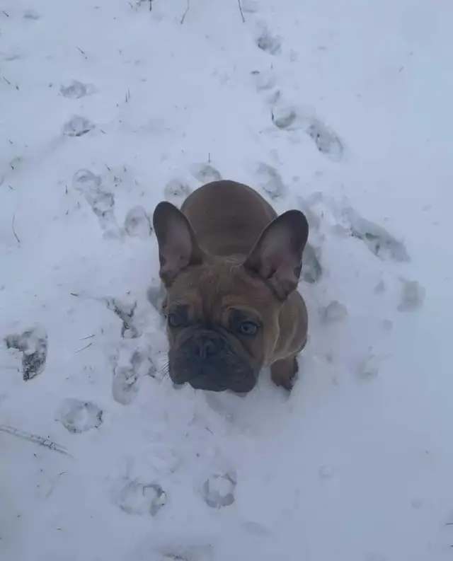 7 Month, CKC Male Frenchie - Photo 2
