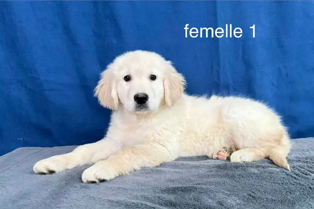 3 magnifique chiots golden retriever