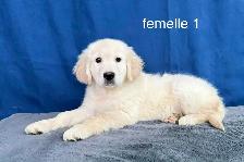 3 magnifique chiots golden retriever