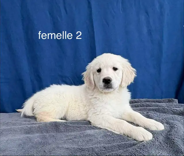 3 magnifique chiots golden retriever - Photo 2