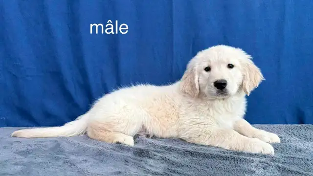 3 magnifique chiots golden retriever - Photo 3