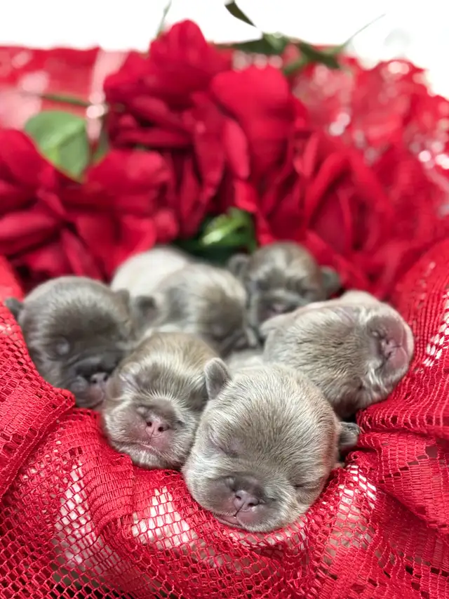 french bull dog puppies