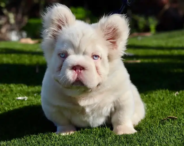 french bull dog puppies - Photo 2